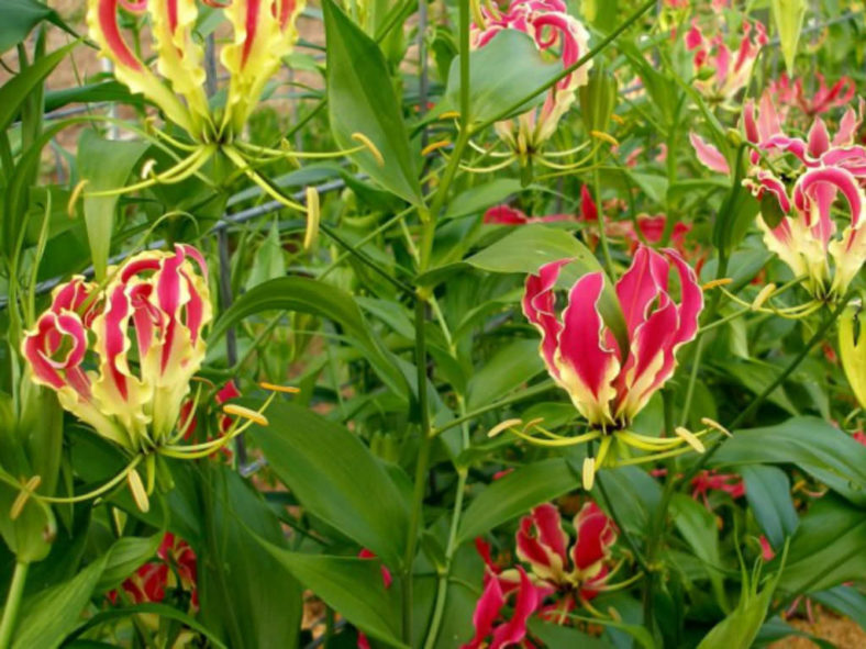 Gloriosa superba - Flame Lily