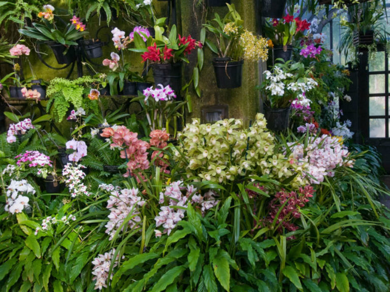 How To Grow Orchids Indoors - World Of Flowering Plants