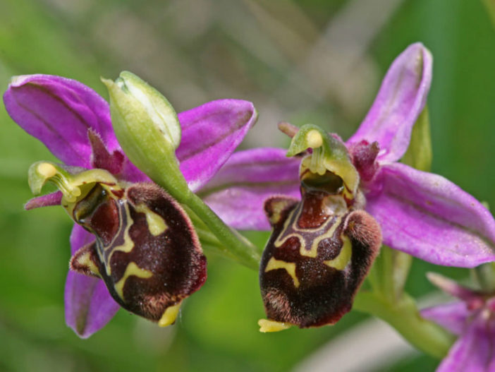 Ophrys apifera - Bee Orchid