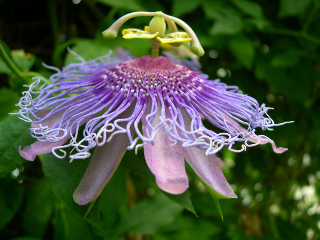 Passiflora incarnata (Purple Passion Flower) - World of Flowering Plants