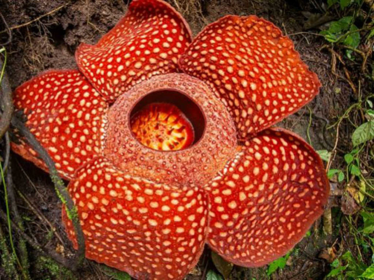 What Is Rafflesia Rafflesia arnoldii (Corpse Flower) - World of Flowering Plants