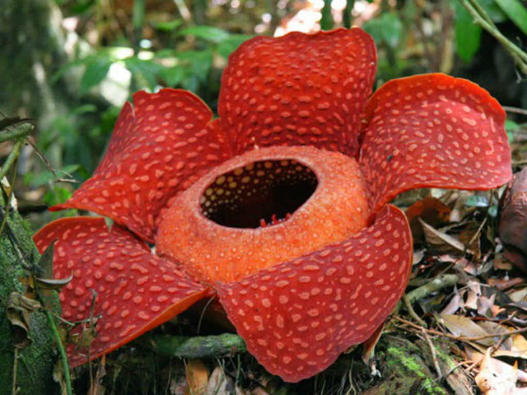 https://worldoffloweringplants.com/wp-content/uploads/2017/04/Rafflesia-arnoldii-Corpse-Flower2.jpg