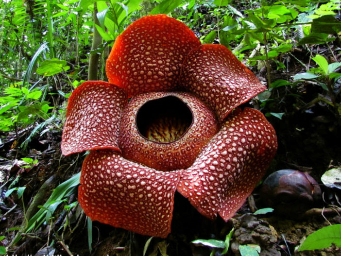 Rafflesia arnoldii - Corpse Flower