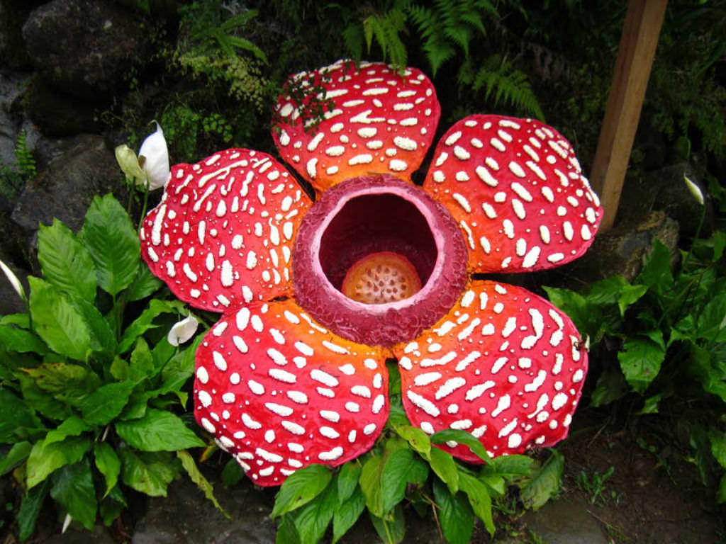 Rafflesia: The World
