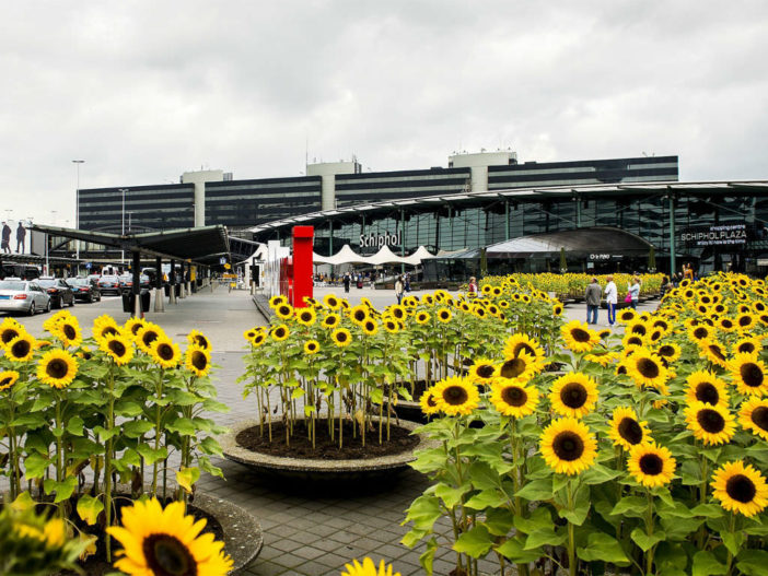 Sunflowers in Containers