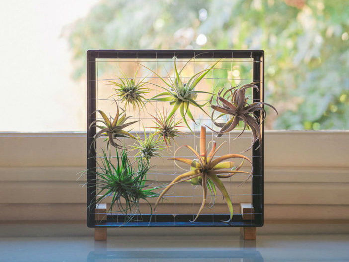 Air Plants