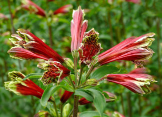 New Zealand Christmas Bell  World of Flowering Plants