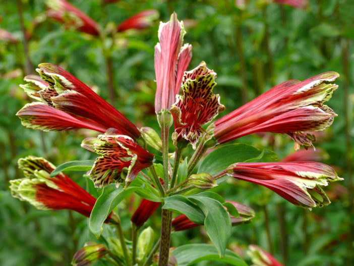 Alstroemeria pulchella - Parrot Lily