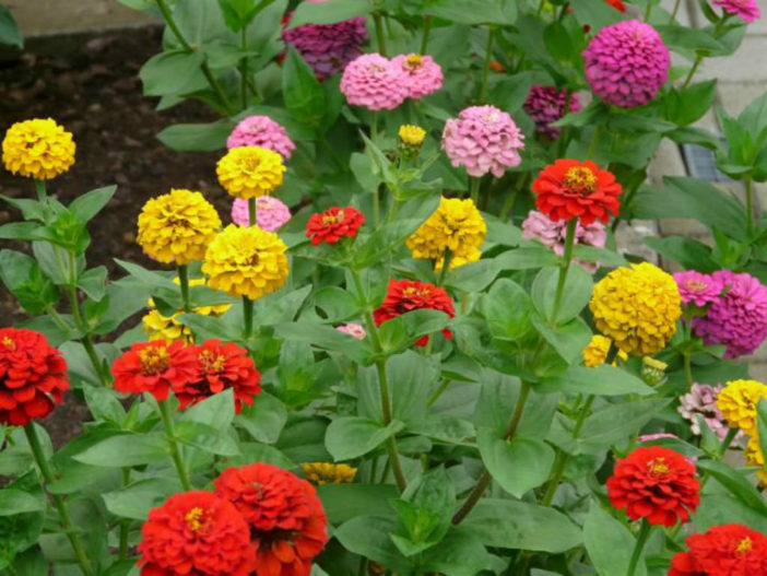 Annual Plant-Zinnia