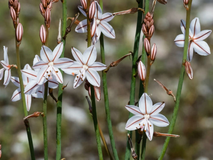 Asphodelus fistulosus - Onionweed4