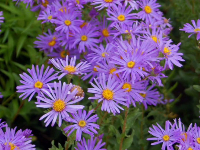 Aster amellus - Italian Aster