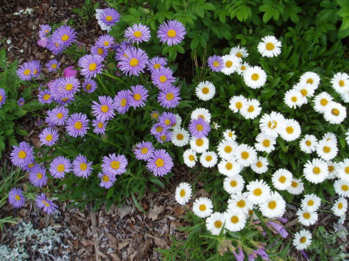 How to Grow and Care for Aster - World of Flowering Plants