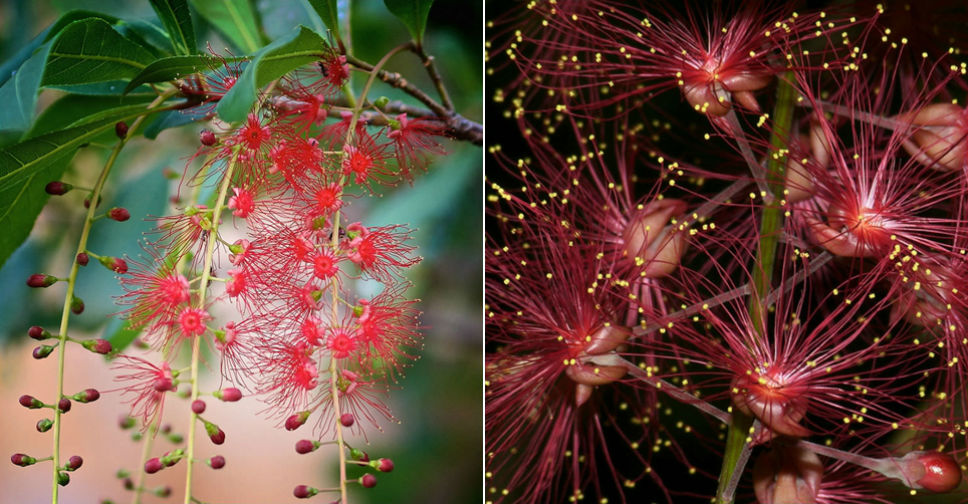 Barringtonia acutangula (Indian Oak) - World of Flowering Plants