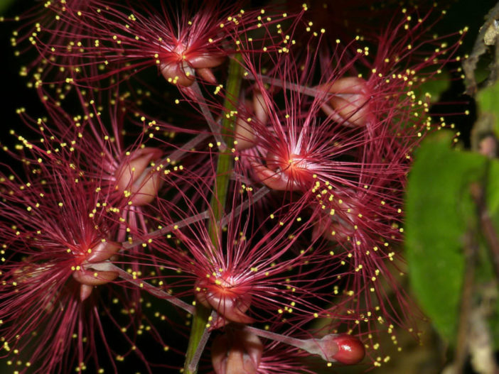 Barringtonia acutangula - Indian Oak