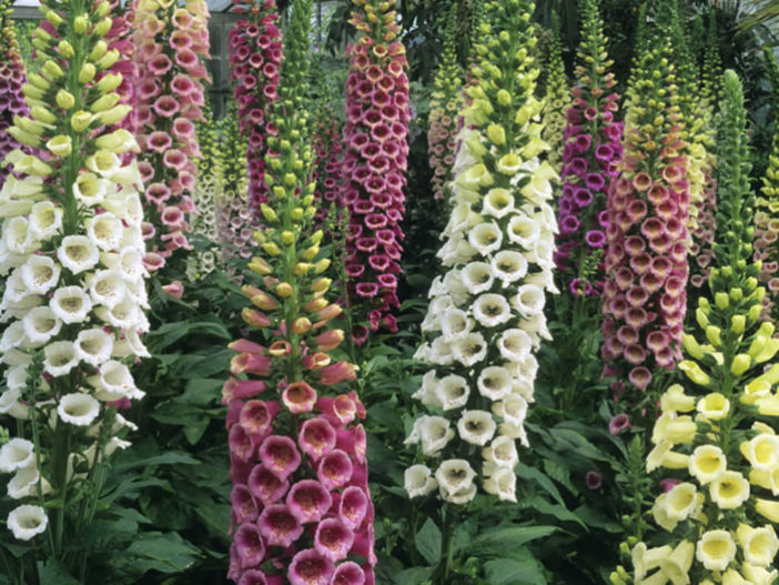 Biennial Plant (Foxgloves)