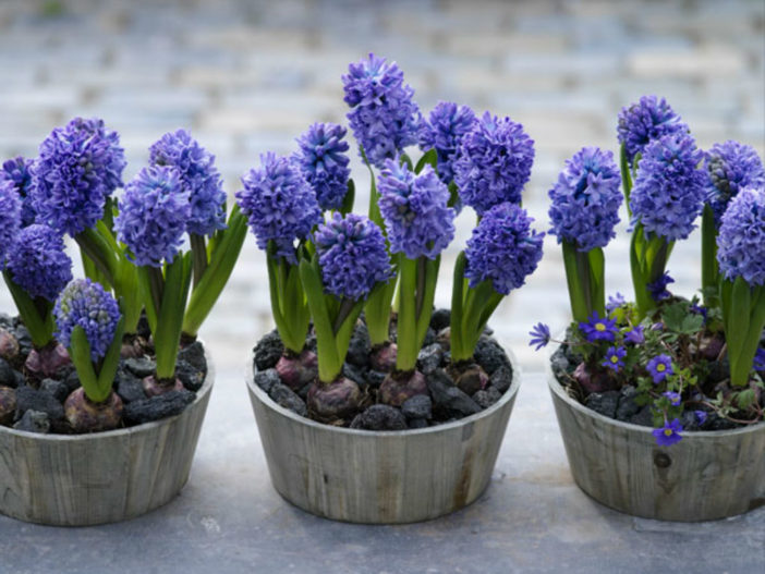 Bilbs (Hyacinthus)