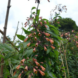 Bomarea edulis (Pink Bomarea) - World of Flowering Plants