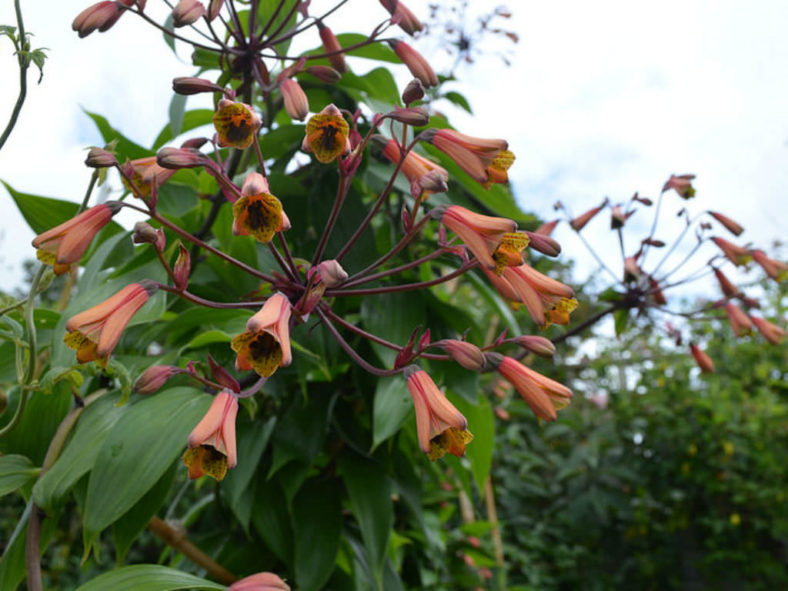 Bomarea edulis (Pink Bomarea) - World of Flowering Plants