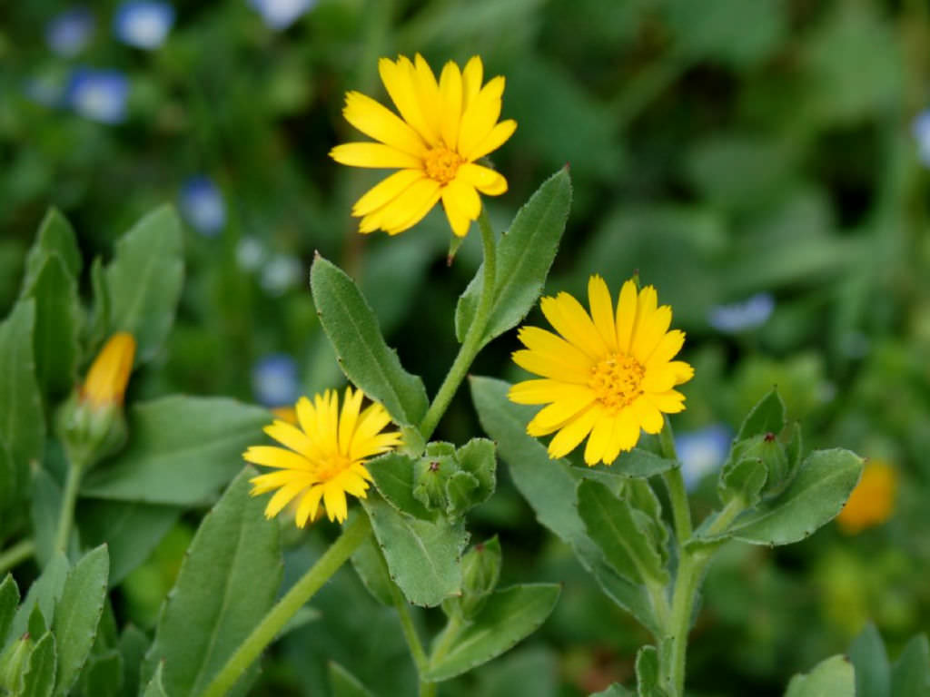 Calendula arvensis (Field Marigold) | World of Flowering ...