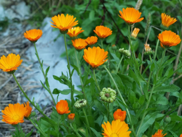 Calendula officinalis