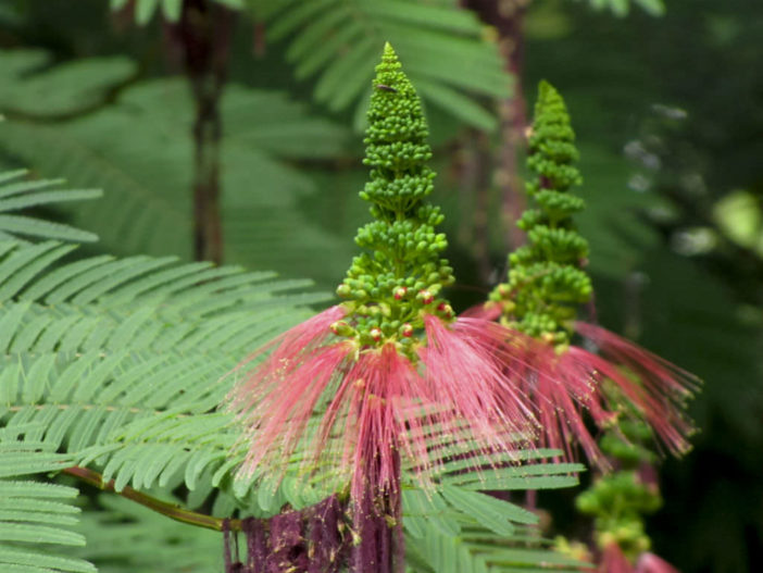 Calliandra calothyrsus - Red Calliandra