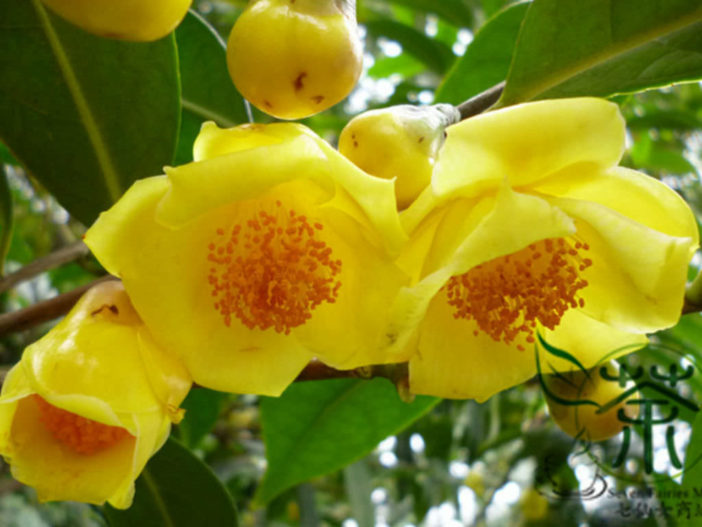 Camellia nitidissima - Yellow Camellia