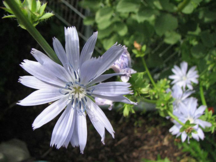 Cichorium endivia (Endive) - World of Flowering Plants
