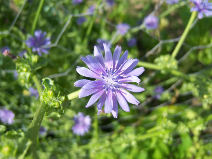 Cichorium endivia - Endive