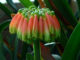 Clivia Nobilis Greentip Lily World Of Flowering Plants clivia-nobilis-greentip-lily-world-of-flowering-plants