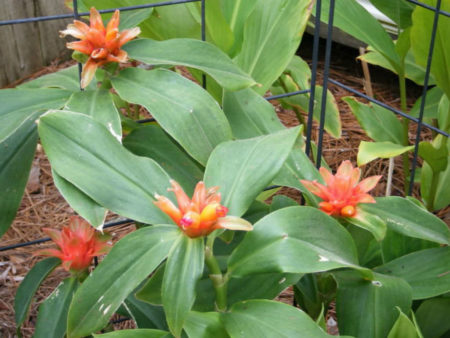 Costus curvibracteatus (Orange Tulip Ginger) - World of Flowering Plants