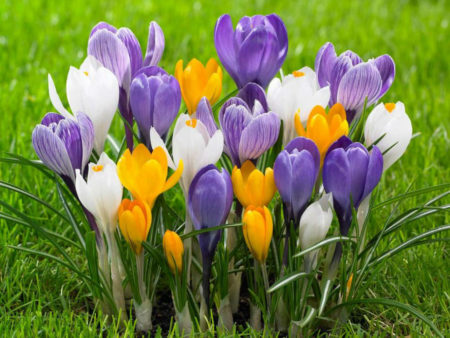 How to Grow and Care for Crocus - World of Flowering Plants