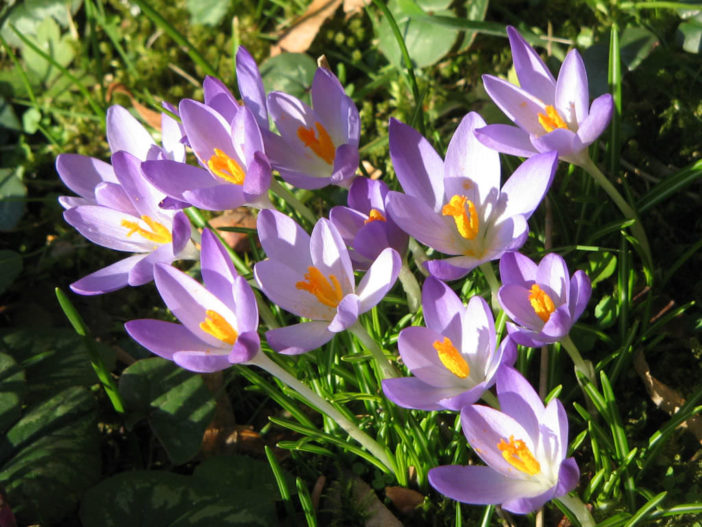 Crocus tommasinianus - Early Crocus