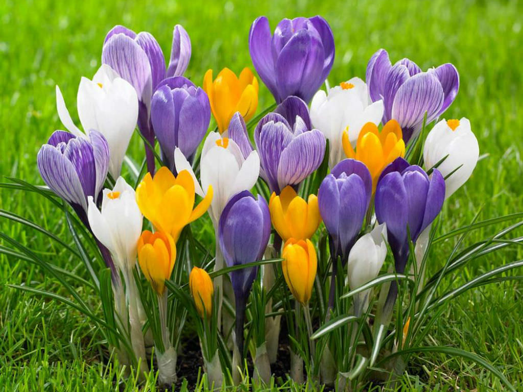 How To Grow And Care For Crocus World Of Flowering Plants How To Grow And Care For Crocus World Of Flowering Plants