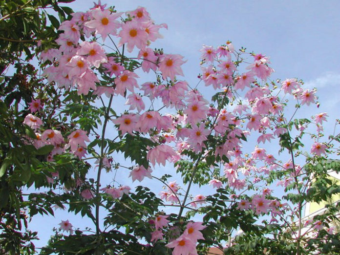 Dahlia imperialis (Bell Tree Dahlia) - World of Flowering Plants