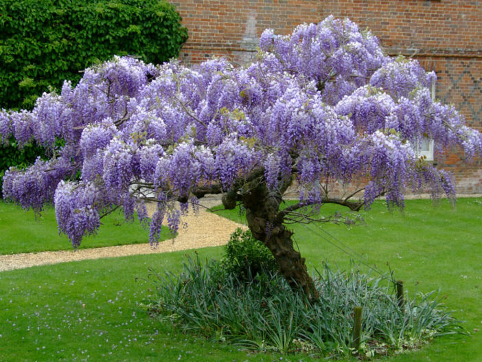 Deciduous Plant (Wisteria)