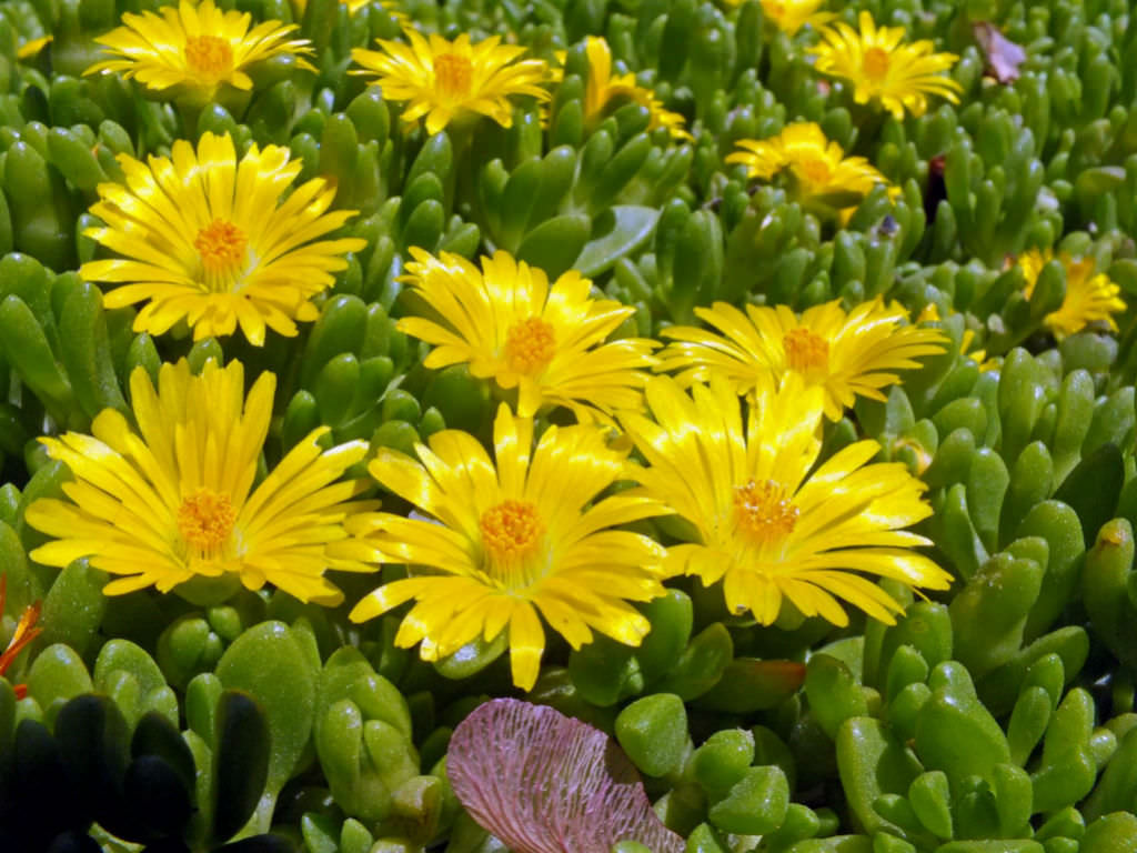 Delosperma Nubigenum Hardy Yellow Ice Plant World Of Flowering Plants