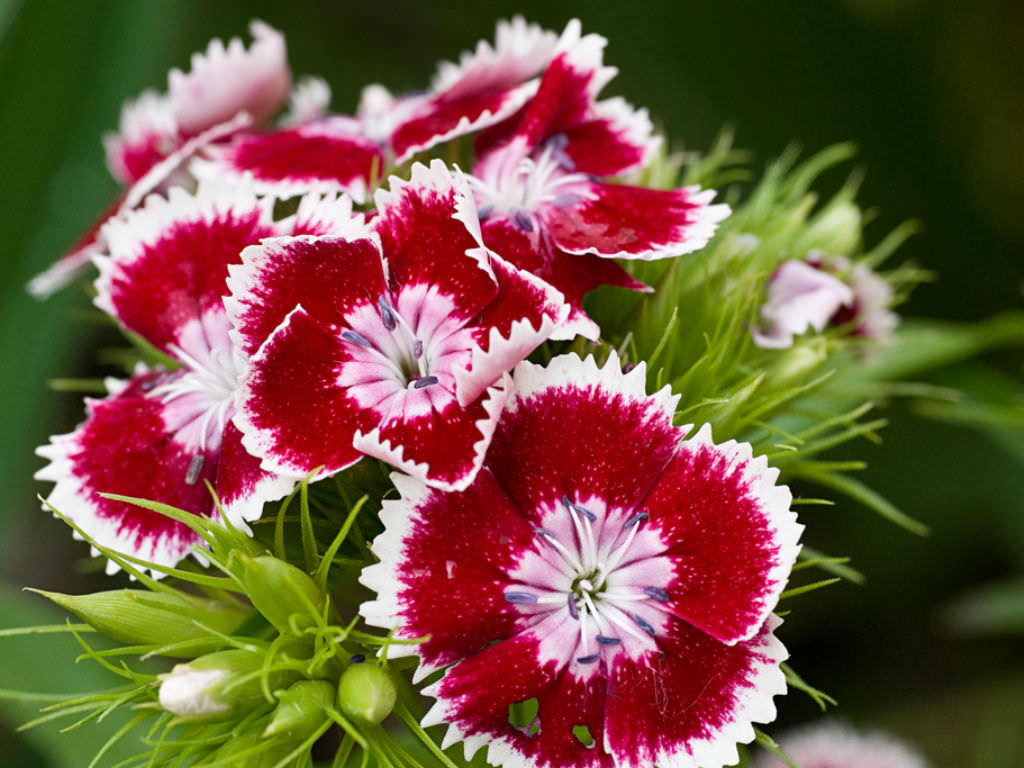 thumbnail image 2 of Mother Nature’s Seeds Sweet William Dianthus Herald Of Spring Mix – 200 Seeds, Non-GMO, Heirloom, Partial Shade OK 2 of 5