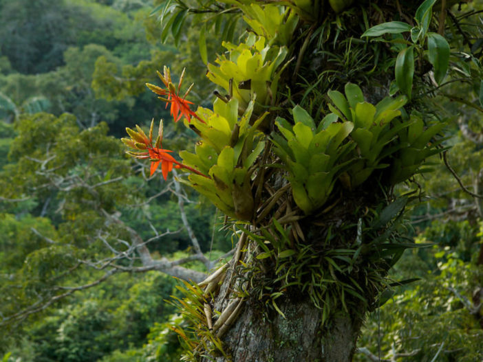 Epiphyte (Bromeliad plant)