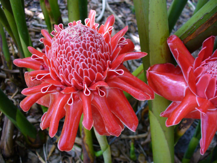 Etlingera elatior - Torch Ginger