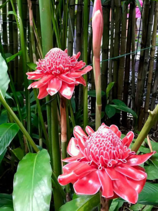 Etlingera elatior (Torch Ginger) - World of Flowering Plants