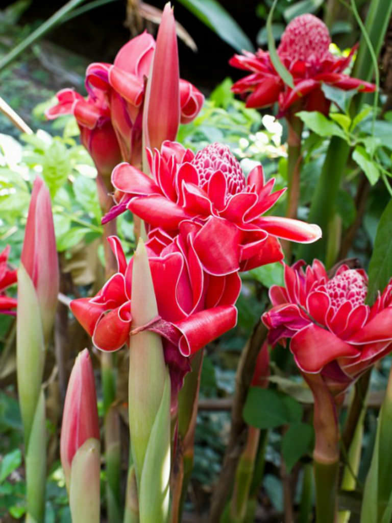 Etlingera elatior Torch  Ginger  World of Flowering Plants 