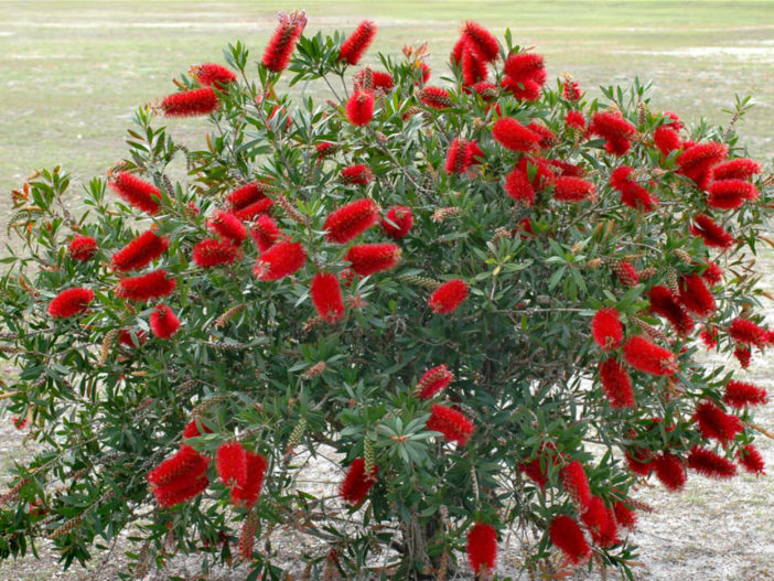 Evergreen Plant (Melaleuca citrina 'Splendens')