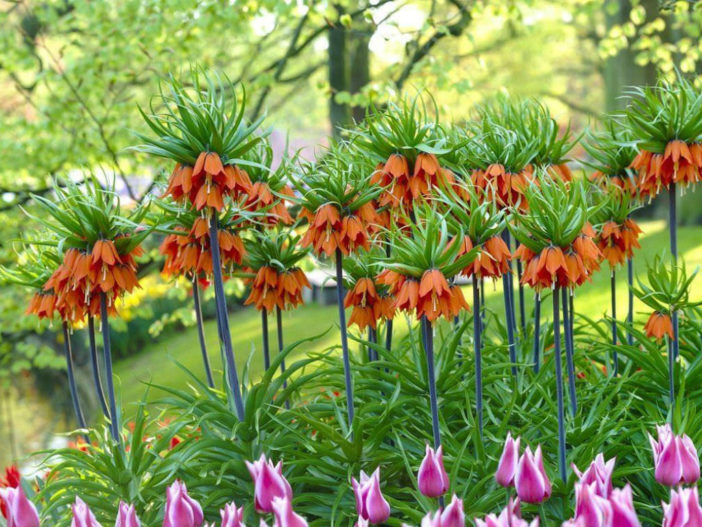 Fritillaria imperialis - Crown Imperial