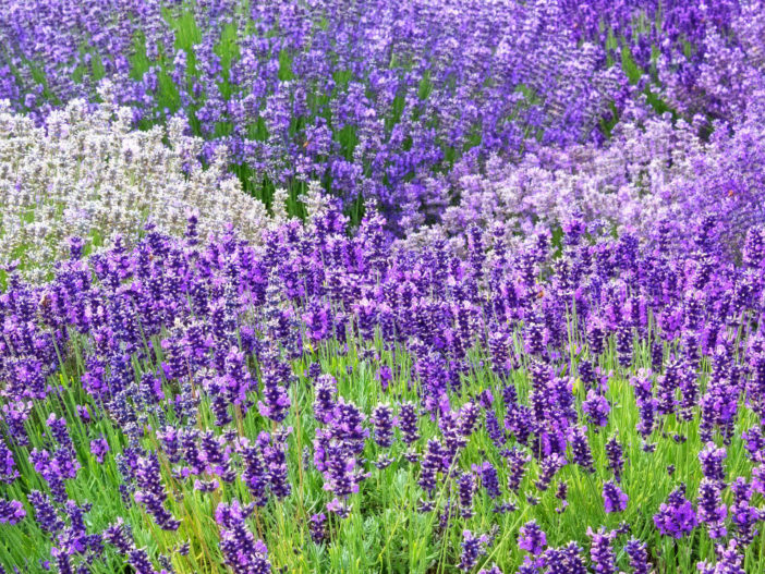 Herbs (Lavender)