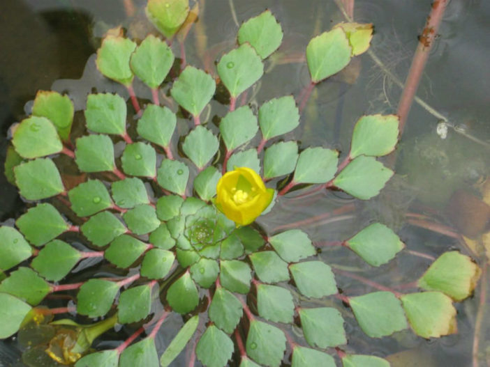Ludwigia sedoides - Mosaic Plant