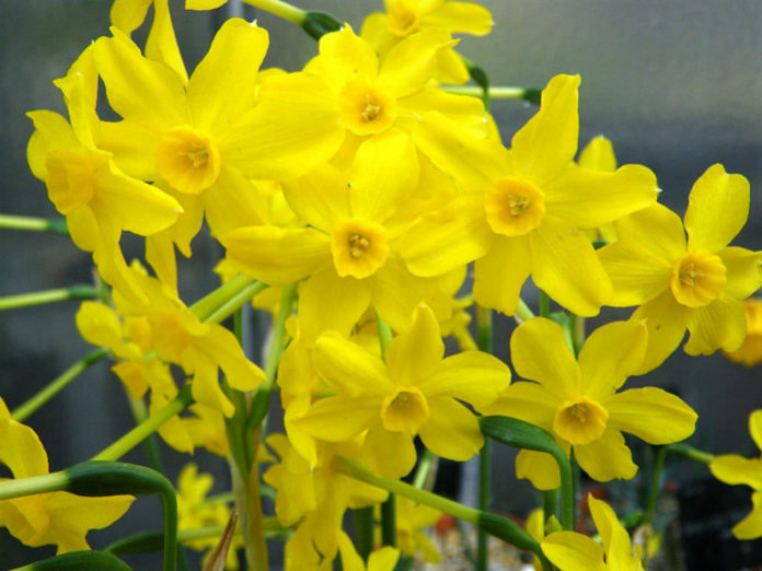 Narcissus jonquilla (Jonquil) World of Flowering Plants