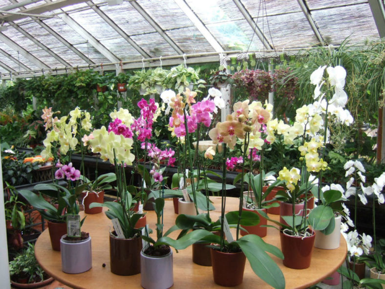 3 Ways to Get Orchids to Bloom - World of Flowering Plants