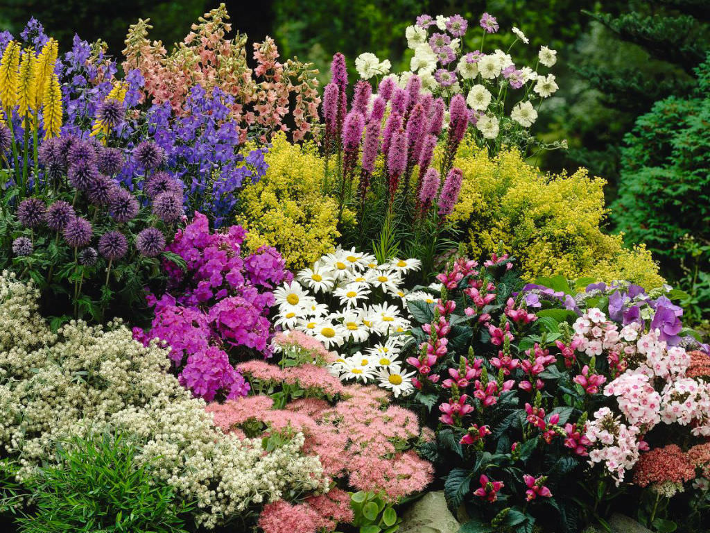 What is a Perennial Plant? | World of Flowering Plants