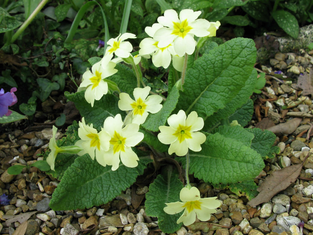 Primula vulgaris (English Primrose) - Plants Flowering of World