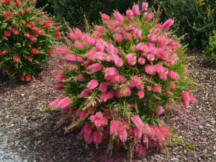 Shrub (Callistemon salignus 'Perth Pink')